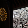 Photos: E57W0290_菊の御紋と桜