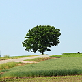 写真: セブンスターの木
