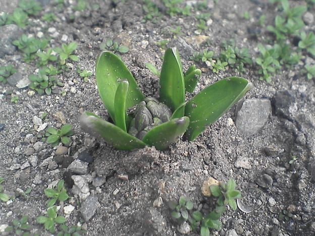 写真: ヒヤシンスの芽（１）