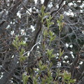 写真: 札幌、木の芽が続々と芽吹いています
