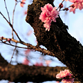 写真: 桜の写真でカラーマネジメントを考える
