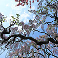写真: 八重桜と藤の花