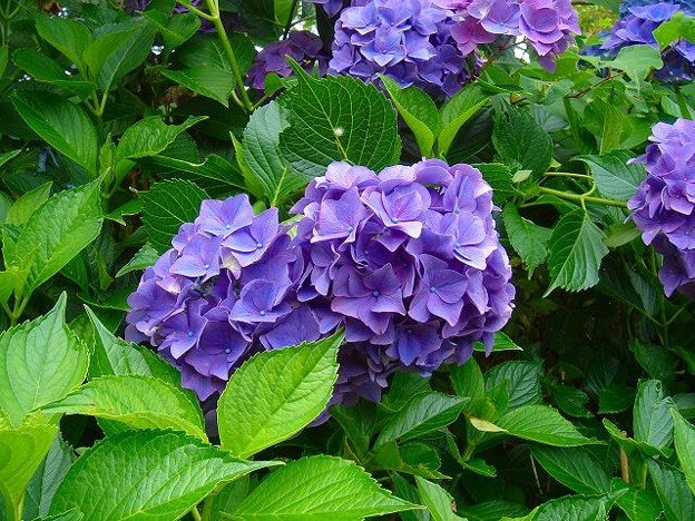 写真: 円熟の「紫陽花｣