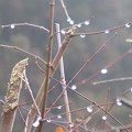 写真: １月２６日「楓の雨滴」
