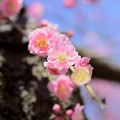 写真: 枝垂れ梅の春便り