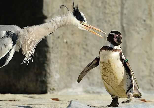 写真: 野生のサギに攻撃されるフンボルトペンギン