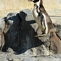写真: ジャンプ中のフンボルトペンギン