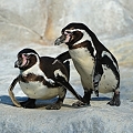 写真: 戯れるフンボルトペンギンたち