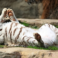 写真: ゴロンゴロンと寝転がるホワイトタイガー