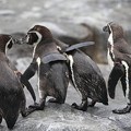 肩を組むペンギンたち