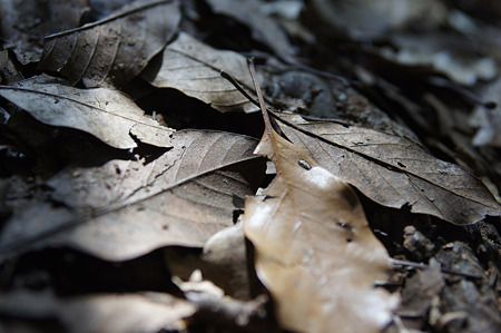 写真: fallen leaves.