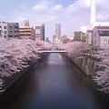 写真: 桜目黒川2011