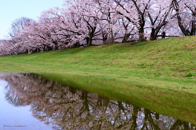写真: 桜の回廊〜京都・背割堤♪