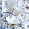 写真: 春のトキメキ♪