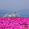 桜色の湖♪