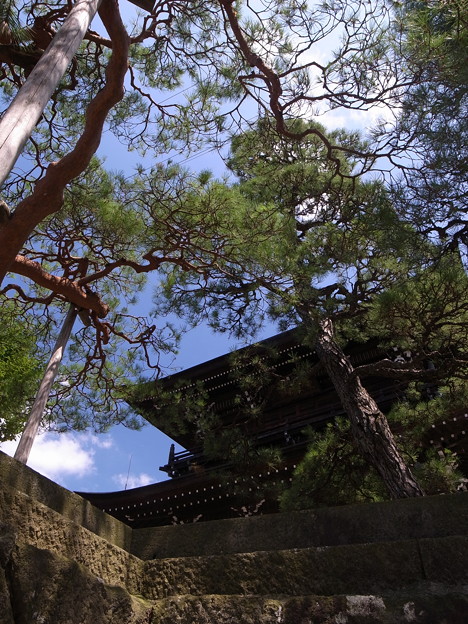 写真: 大雄寺の松
