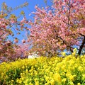 写真: 河津桜と菜の花