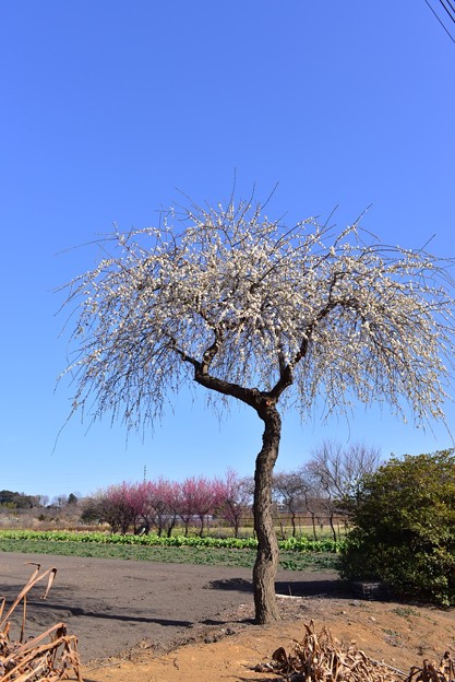 写真: 見沼たんぼの梅
