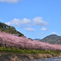 写真: 河津桜まつりII