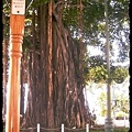 hawaii_2011_tree