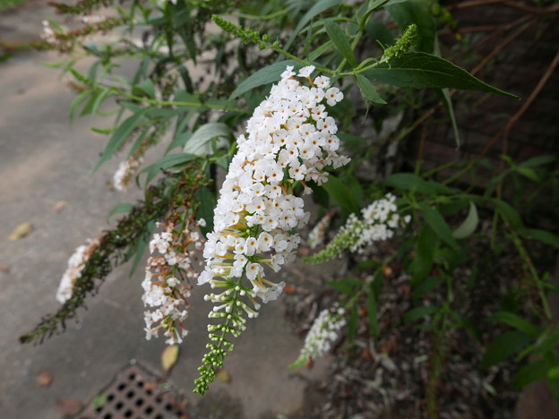 ブッドレア -白花 (フジウツギ科)