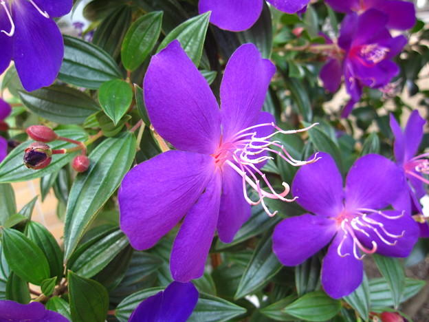 写真: 紫紺野牡丹（ノボタン科）