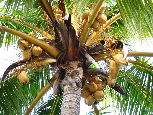 写真: ココ椰子（ヤシ科）