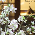 2012.1.1新春啓翁桜満開と猫。