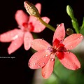 写真: 2012ヒメヒオウギ開花。美しー。