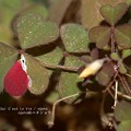 Photos: カタバミ紅葉。虫食いのなせるワザ。