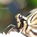 写真: ナミアゲハ Papilio xuthus