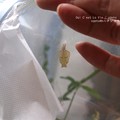 写真: こんなに小さい蛹。（コミスジ飼育）