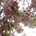 写真: 見納め桜。