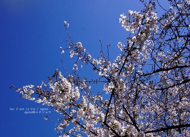 写真: 今年の桜。2020