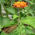 ランタナとセセリ蝶