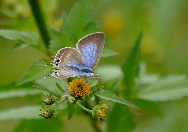 写真: ツバメシジミ蝶