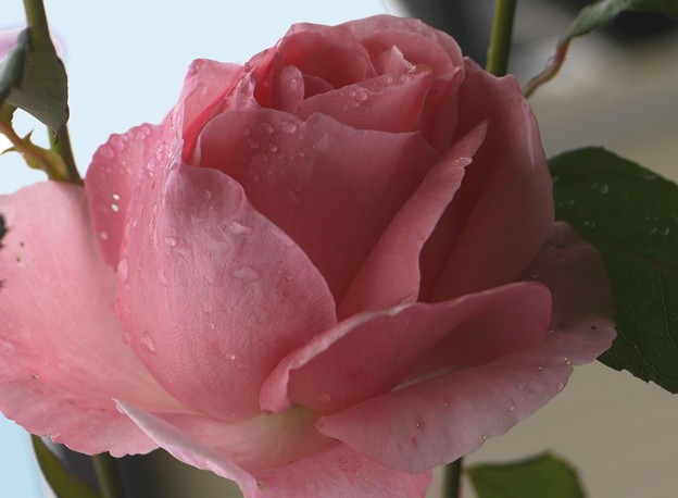 写真: ピンクの薔薇