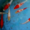 写真: 鯉の幼魚