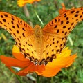 豹紋蝶