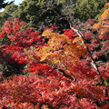 写真: 川越 喜多院の紅葉 31