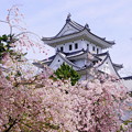 桜の大垣城
