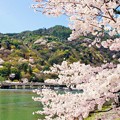 写真: 桜の渡月橋