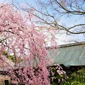 写真: 天龍寺  多宝殿と桜