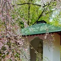 写真: 天龍寺枝垂れ桜
