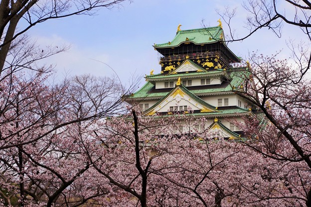 写真: 桜の大阪城