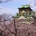写真: 桜の大阪城