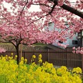 京都の河津桜
