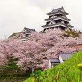 桜の大洲城