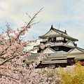 写真: 桜の松山城