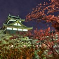 写真: 大和郡山城夜桜